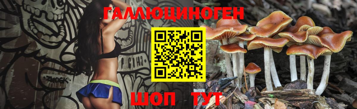 Галлюциногенные грибы Psilocybe  Галлюциногенные грибы Cubensis  Губаха 